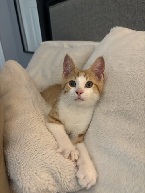 picture of the cat needing adoption