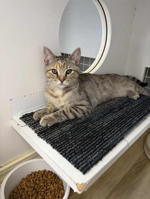 Minnie (w/ Mickey), a cat for adoption from Feline Urban Rescue and Rehab, Inc.