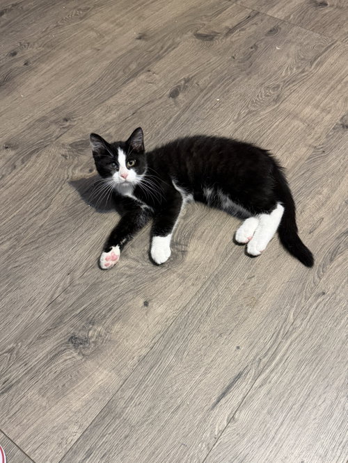 Mickey (w/ Minnie), a cat for adoption from Feline Urban Rescue and Rehab, Inc.
