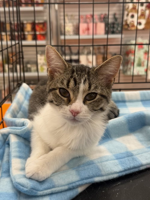 Mouse, a cat for adoption from Feline Urban Rescue and Rehab, Inc.
