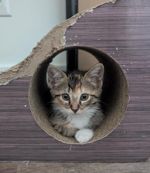 picture of the cat needing adoption