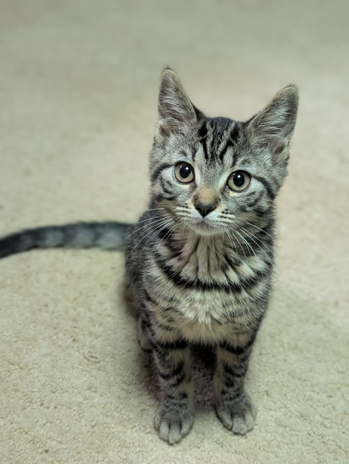 Cady, an adoptable Domestic Short Hair in Stewartsville, NJ