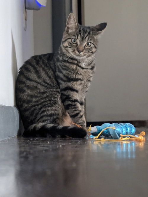 picture of the cat needing adoption