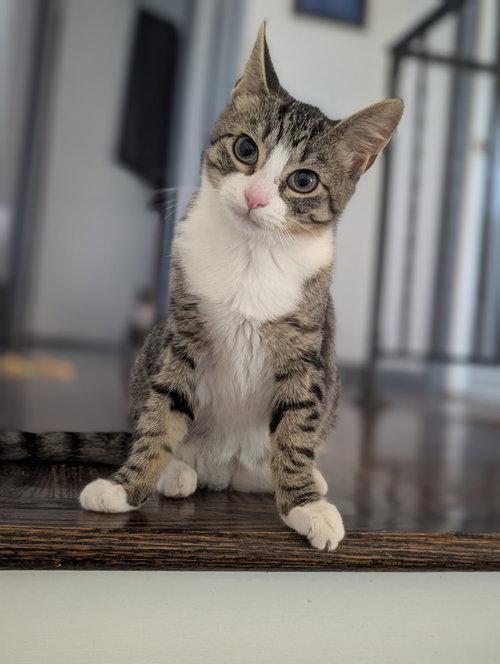 picture of the cat needing adoption