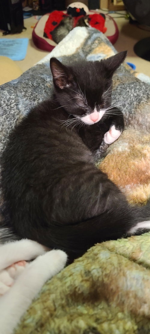 Zack, an adoptable Domestic Short Hair in Stewartsville, NJ