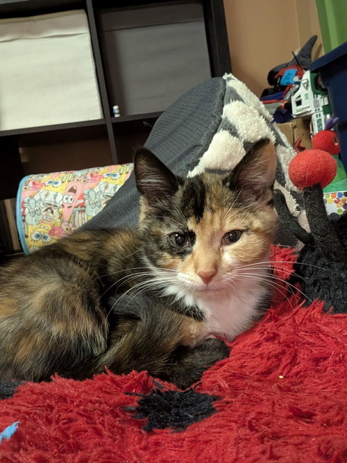 Regina George, an adoptable Domestic Short Hair in Stewartsville, NJ