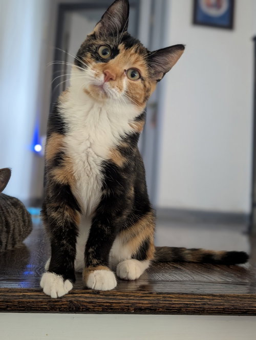 picture of the cat needing adoption