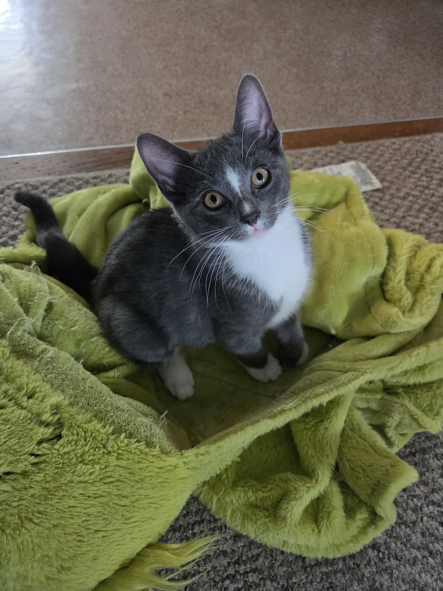 Harley, photo 5