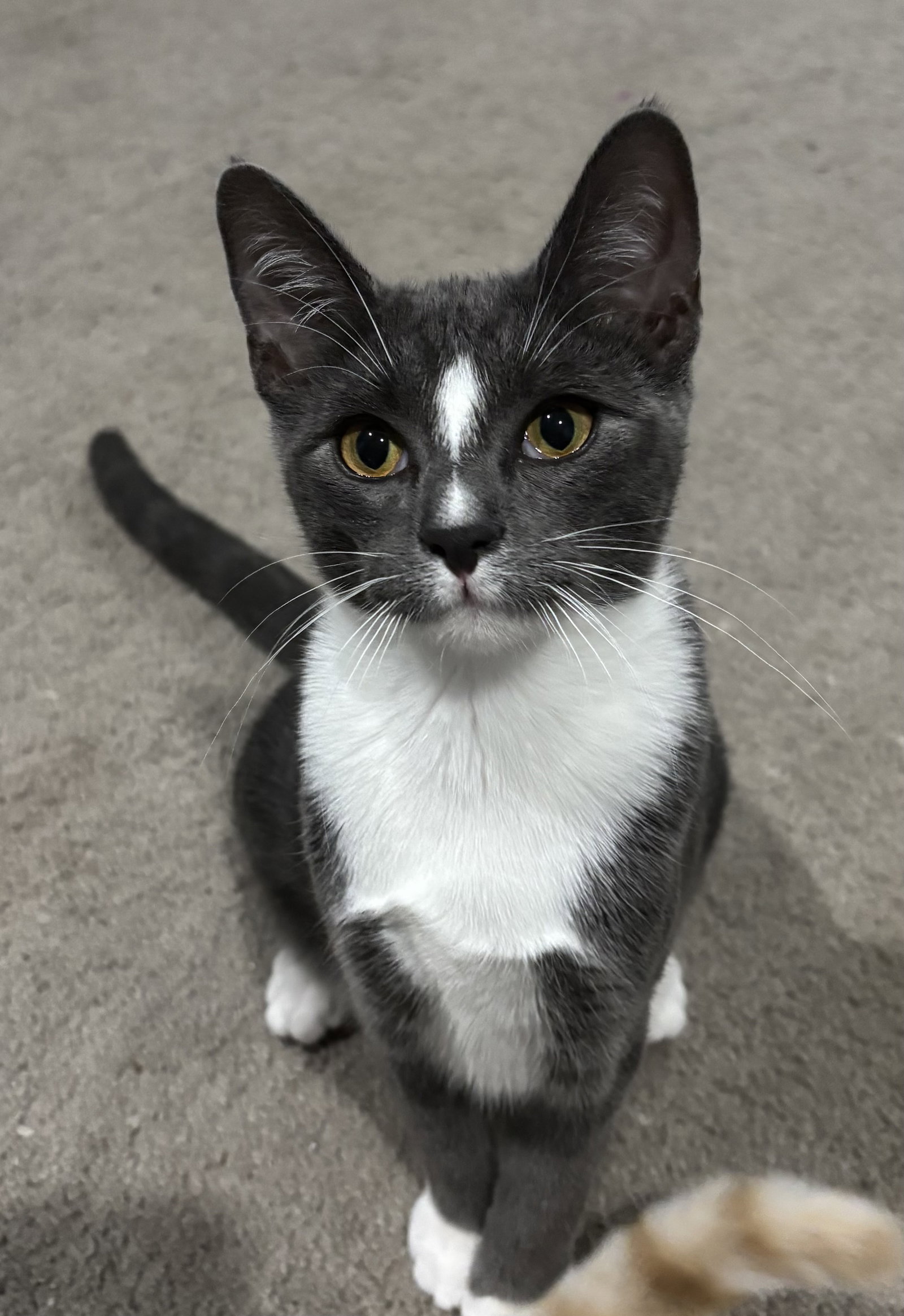 Harley