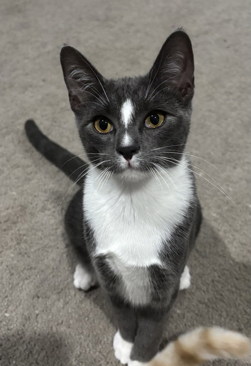 picture of the cat needing adoption