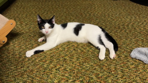 Chief Tui W/ Yoda, a cat for adoption from Feline Urban Rescue and Rehab, Inc.