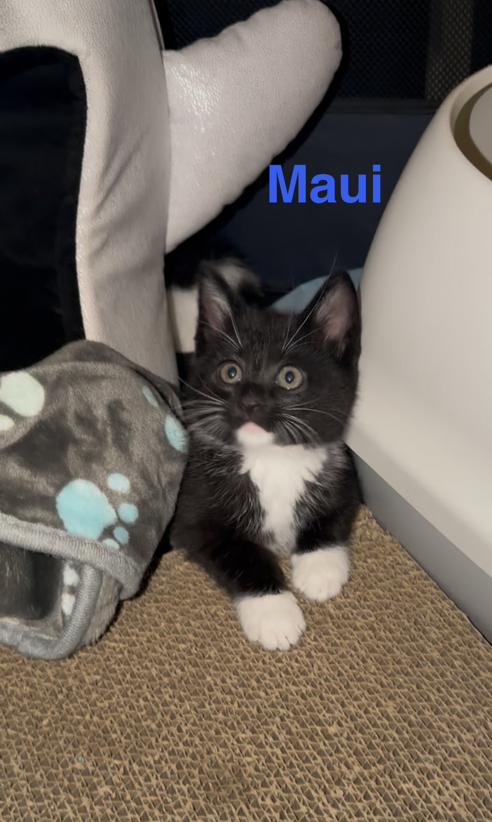 Maui w/Tala, photo 5