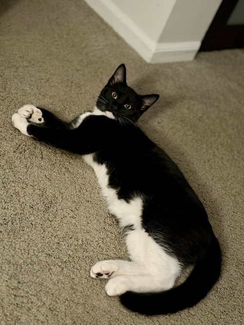 Maui w/Tala, a cat for adoption from Feline Urban Rescue and Rehab, Inc.