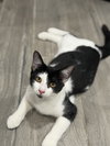 Tala