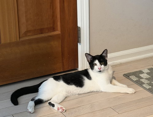Tala w/Maui, a cat for adoption from Feline Urban Rescue and Rehab, Inc.