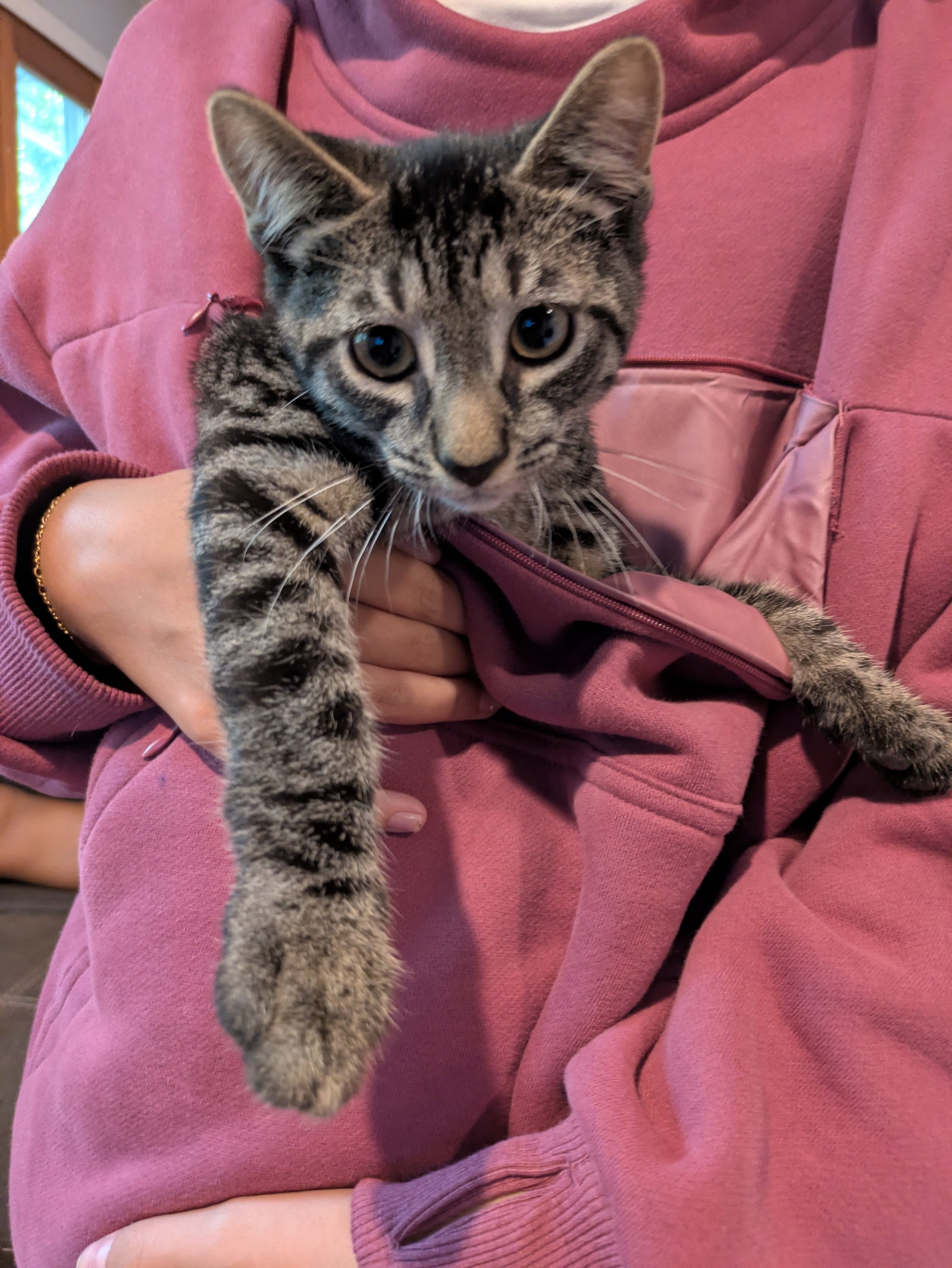 Saja, cat