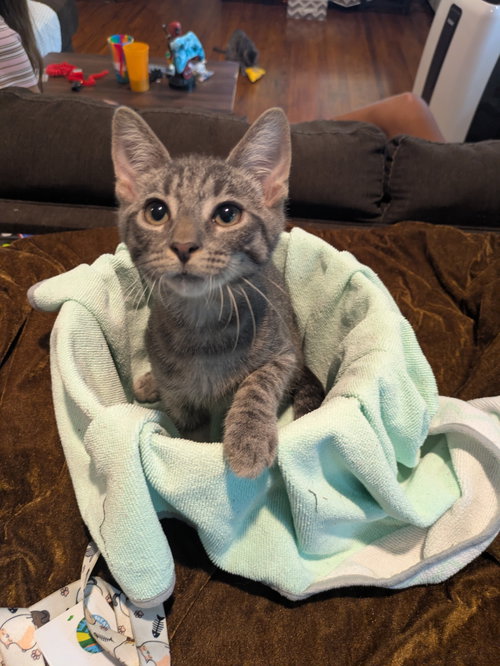 Derpy, a cat for adoption from Feline Urban Rescue and Rehab, Inc.