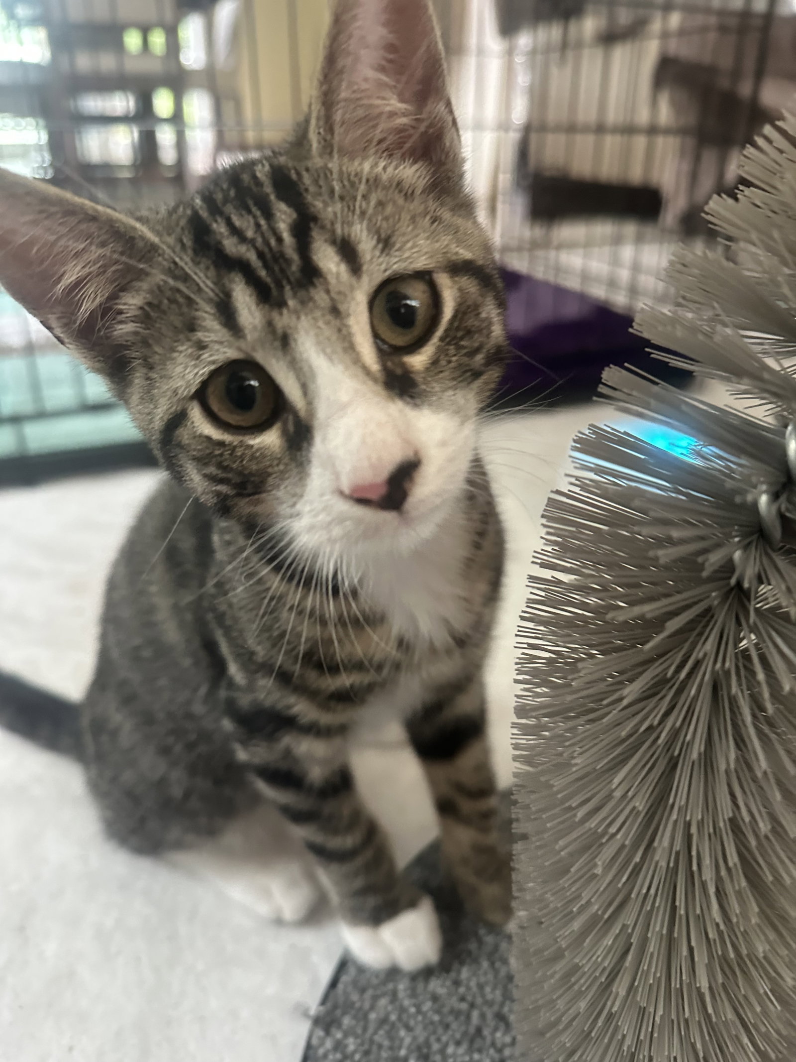 Paulie W/ Squeaky, cat