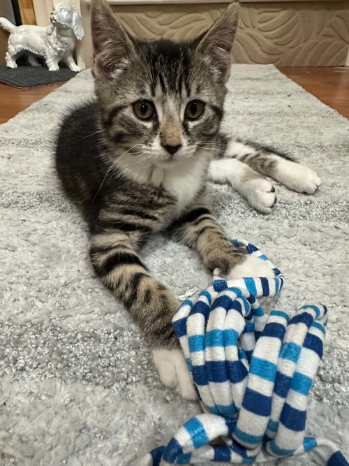 Squeaky, an adoptable Domestic Short Hair in Stewartsville, NJ