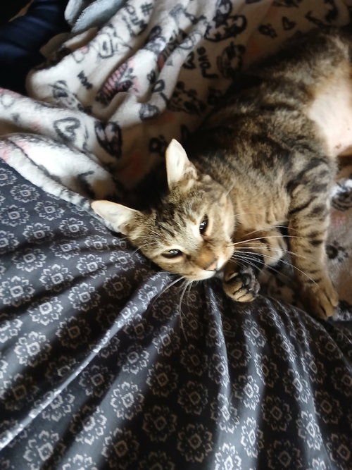 Photo 4 of Smokey