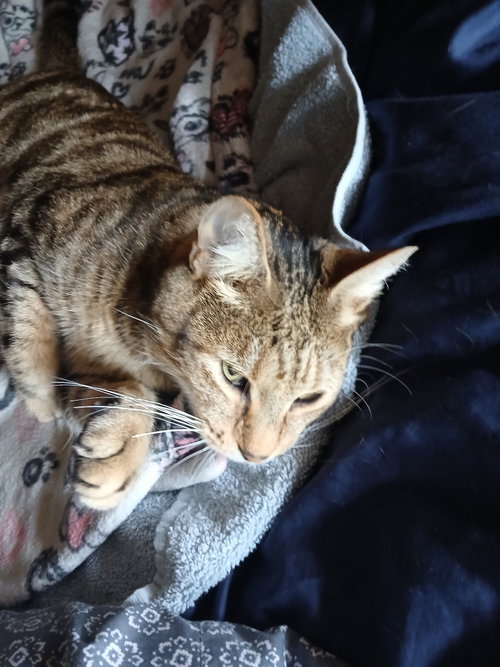 Photo 5 of Smokey