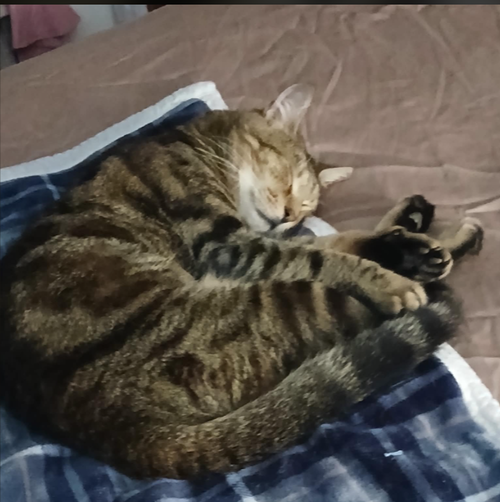 Photo 6 of Smokey