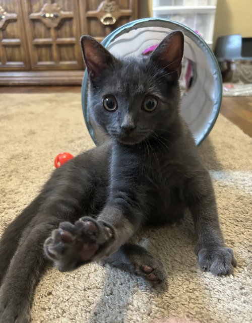 Dusty, an adoptable Domestic Short Hair in Stewartsville, NJ