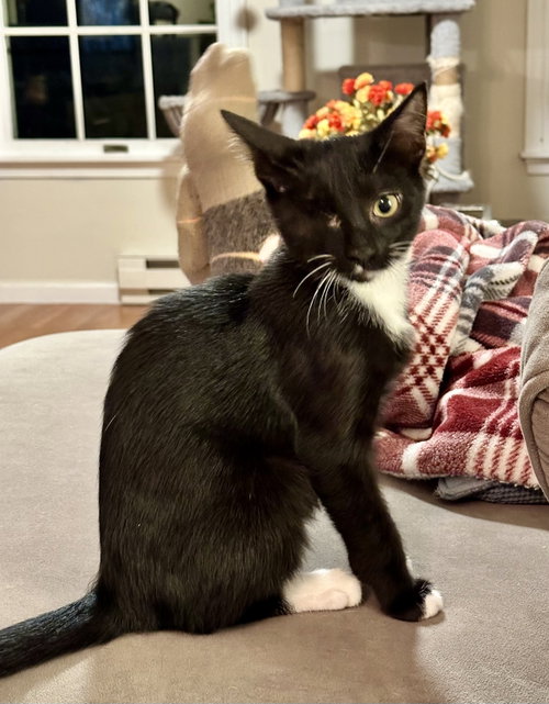 Jax, a cat for adoption from Feline Urban Rescue and Rehab, Inc.