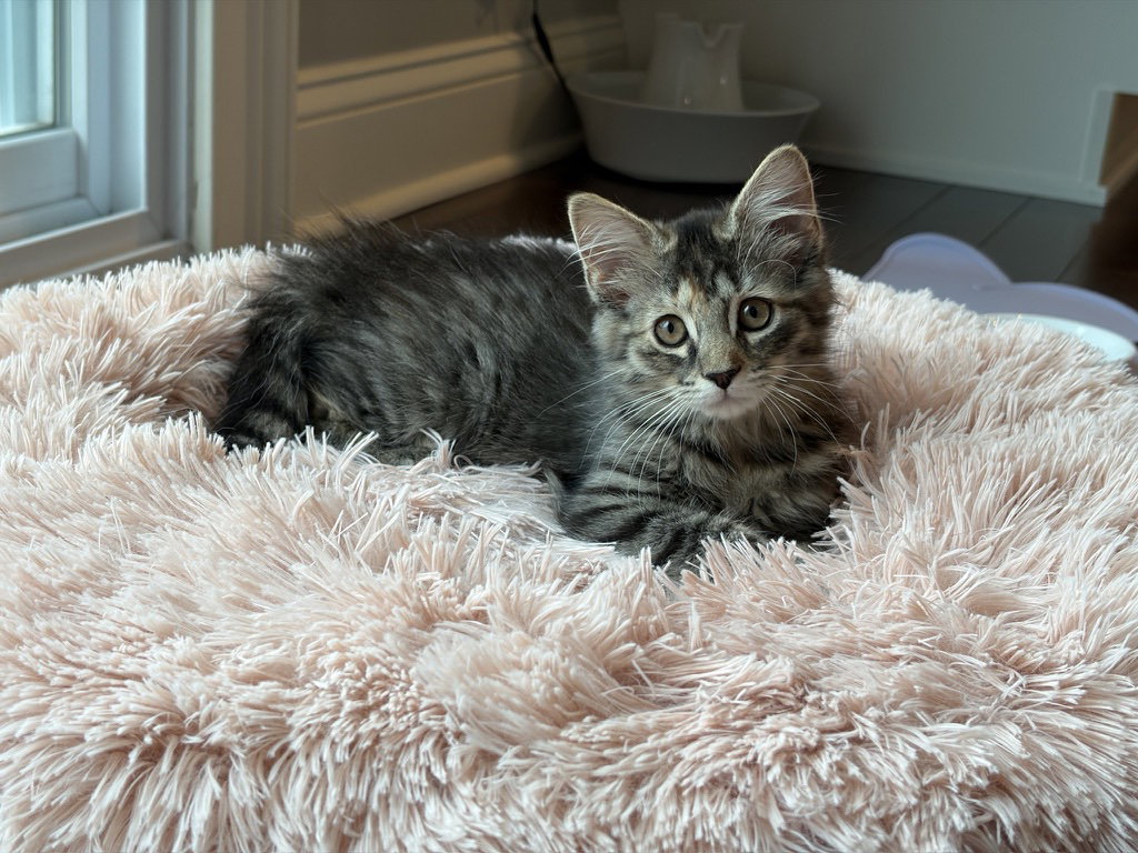 Cloud, cat