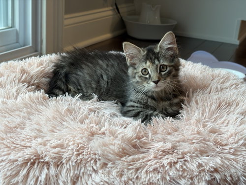 picture of the cat needing adoption