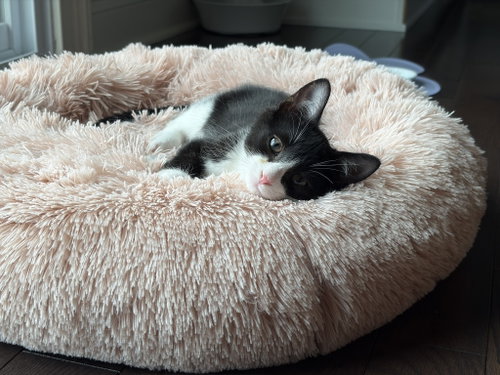 picture of the cat needing adoption