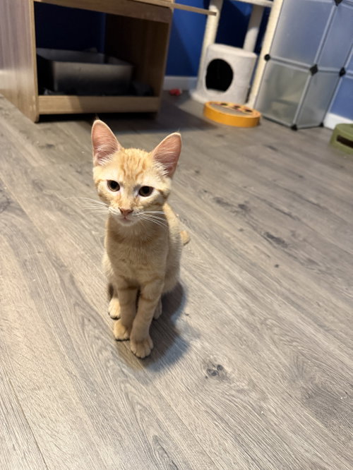 Karo (w/ Syrup), a cat for adoption from Feline Urban Rescue and Rehab, Inc.
