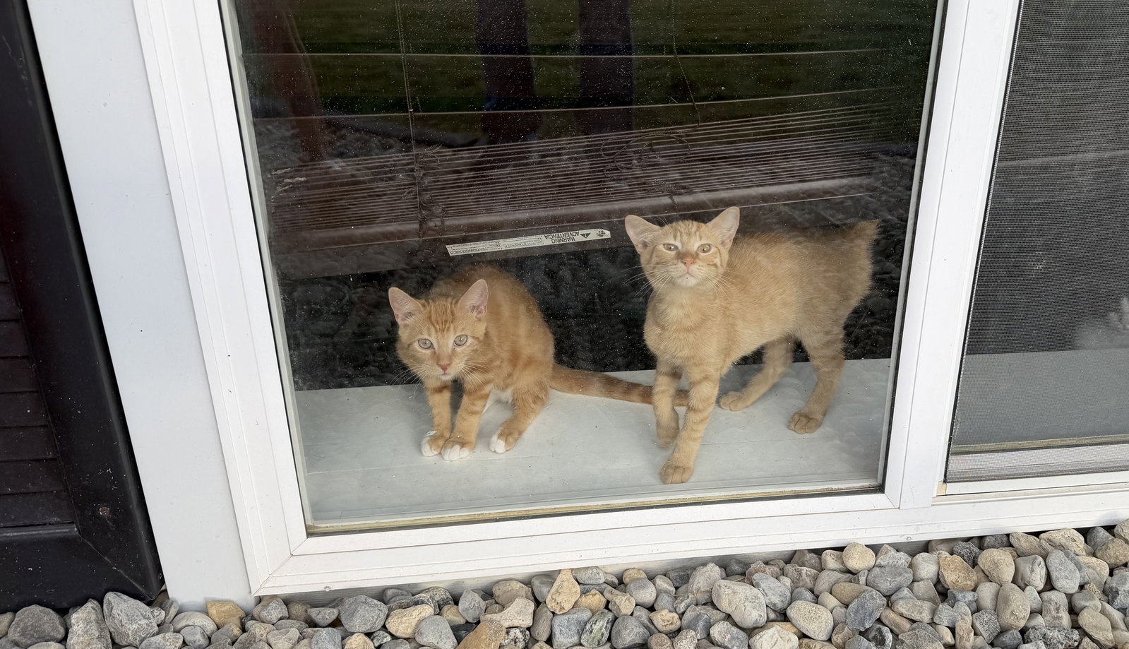 Syrup (w/ Karo), photo 3