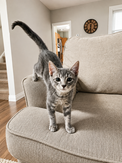 picture of the cat needing adoption