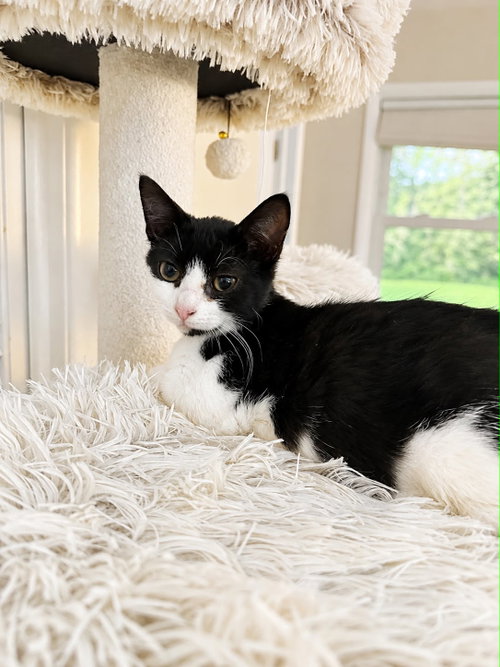 Daisy, a cat for adoption from Feline Urban Rescue and Rehab, Inc.