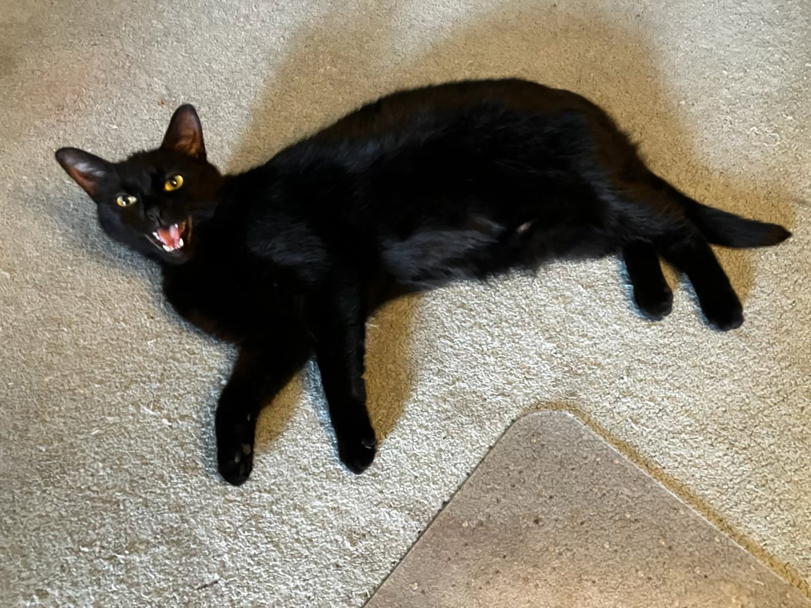 Stan (w/ Mini), cat — photo 1 of 10