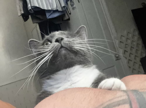 Mini (w/ Stan), a cat for adoption from Feline Urban Rescue and Rehab, Inc.