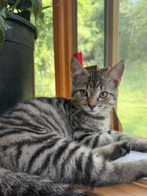 picture of the cat needing adoption
