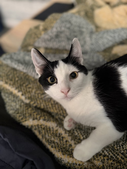 Jagger w/Hendrix, a cat for adoption from Feline Urban Rescue and Rehab, Inc.