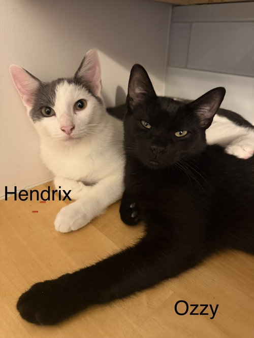 Photo 3 of Hendrix w/Jagger
