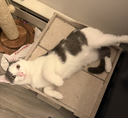 Hendrix w/Jagger, a cat for adoption from Feline Urban Rescue and Rehab, Inc.