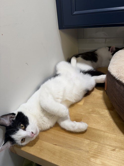 Zepplin w/Ozzy, a cat for adoption from Feline Urban Rescue and Rehab, Inc.