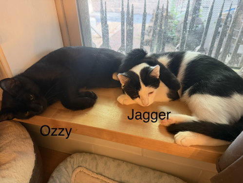 Photo 3 of Ozzy w/Zepplin
