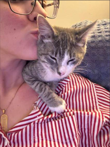 Odysseus, a cat for adoption from Feline Urban Rescue and Rehab, Inc.