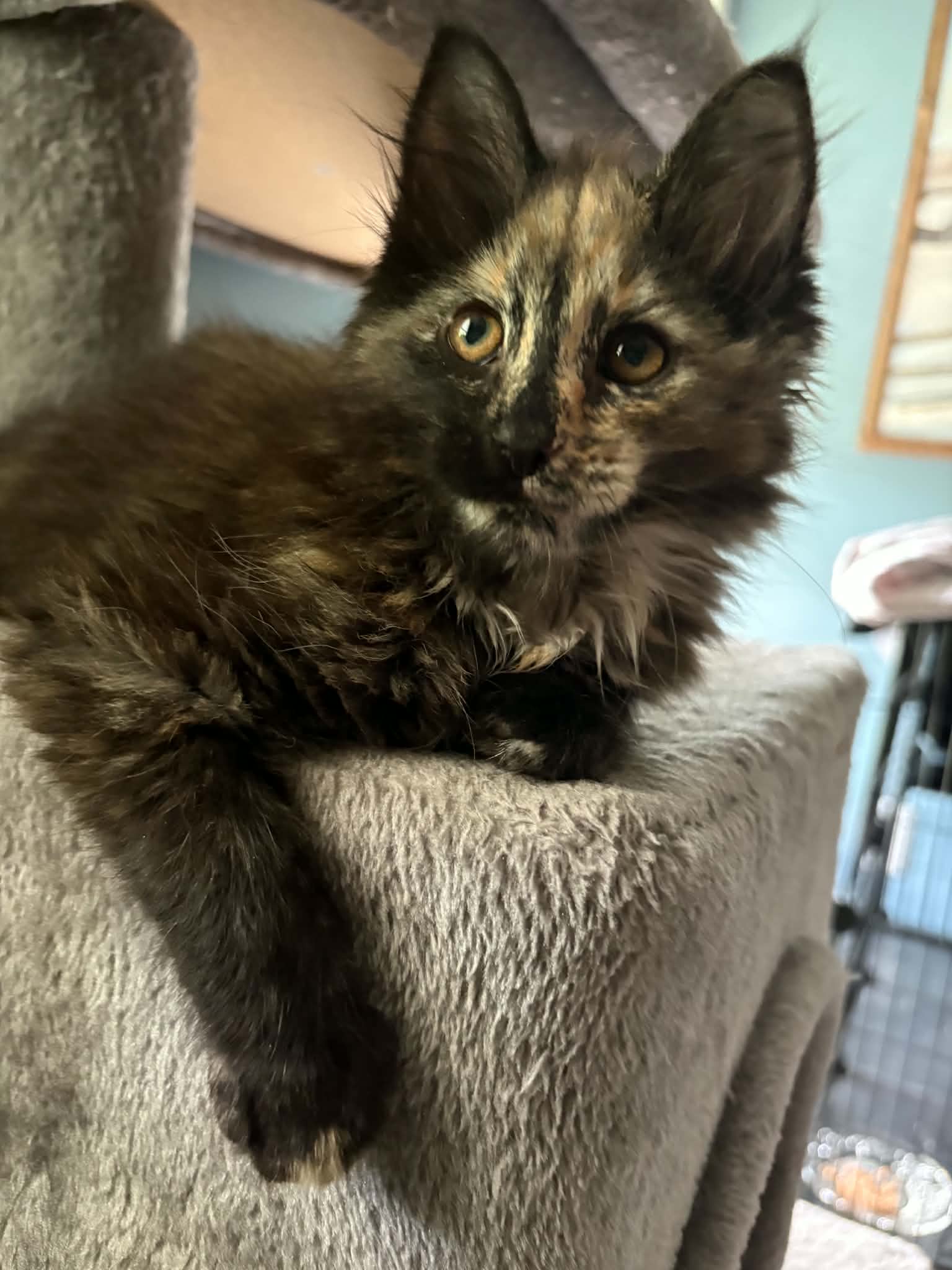 Vivi, cat