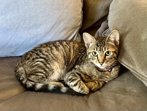 Millie, a cat for adoption from Feline Urban Rescue and Rehab, Inc.