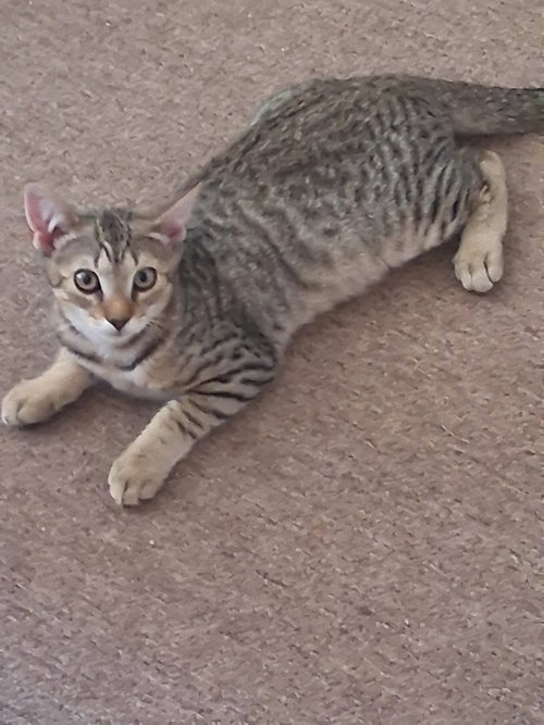 Dodi, a cat for adoption from Feline Urban Rescue and Rehab, Inc.