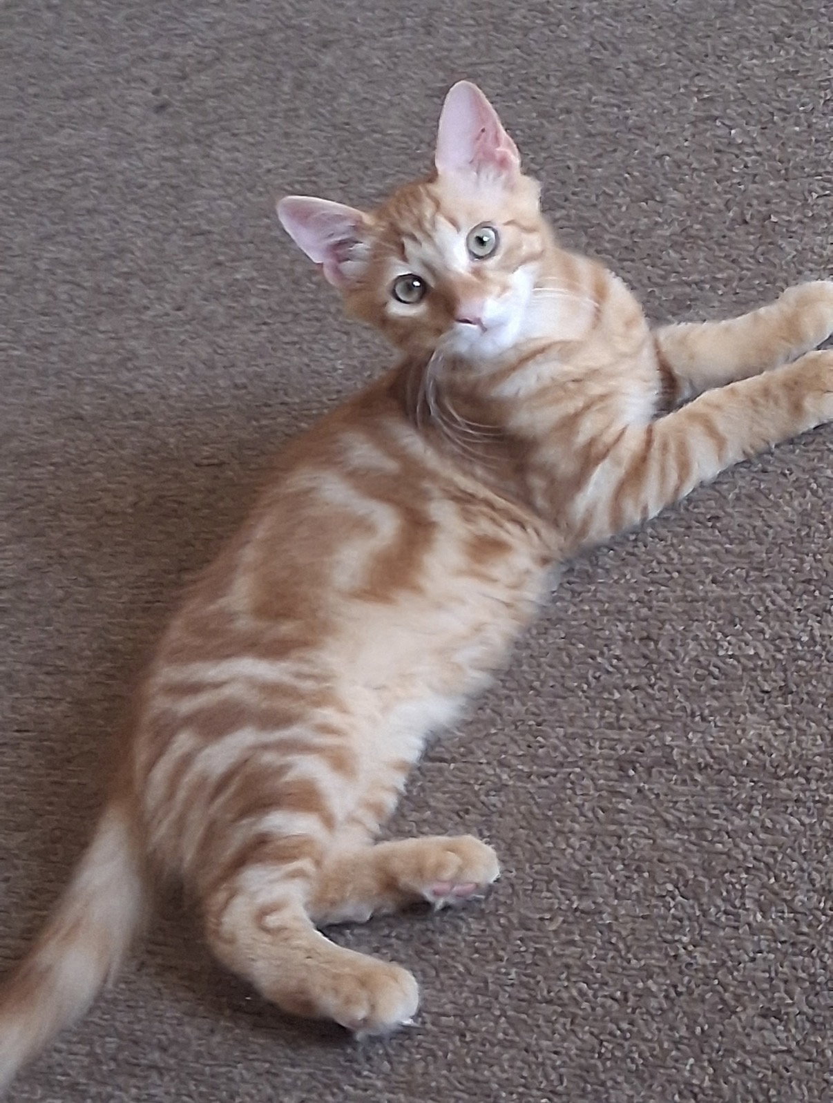 Malcolm, Domestic Medium Hair