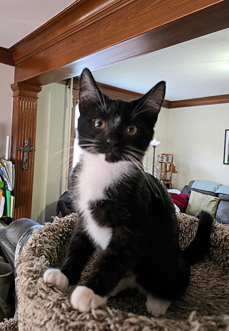 Ilia, photo 2