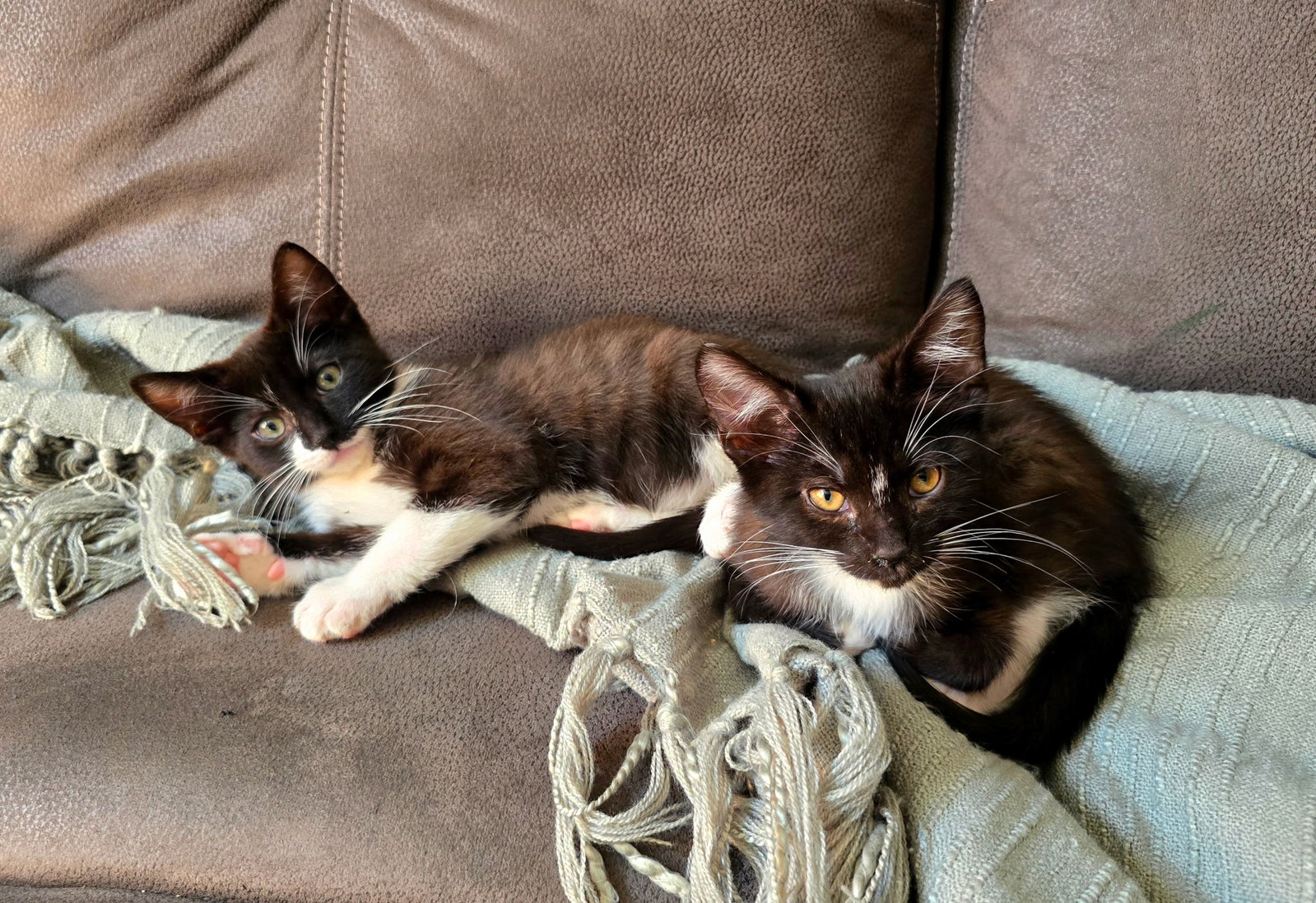 Ilia (w/Asa), photo 5